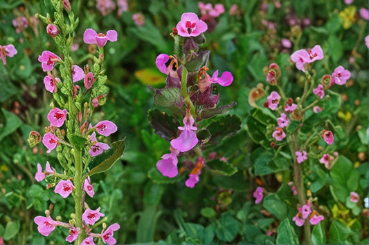 Wall Germander 1 Plant – Teucrium chamaedrys
