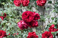 Red Eden Climbing Rose Live Plant – 1.5 Gal Crimson Red Rose