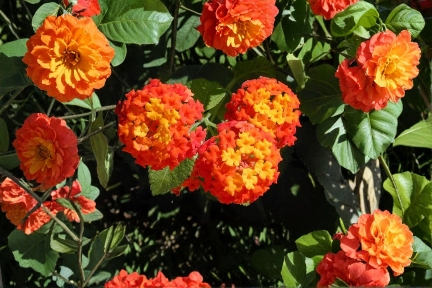 Texas Lantana Live 1 Gallon Fully Rooted Plant – Lantana urticoides