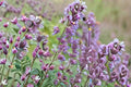 Catnip 1 Plant – Nepeta cataria