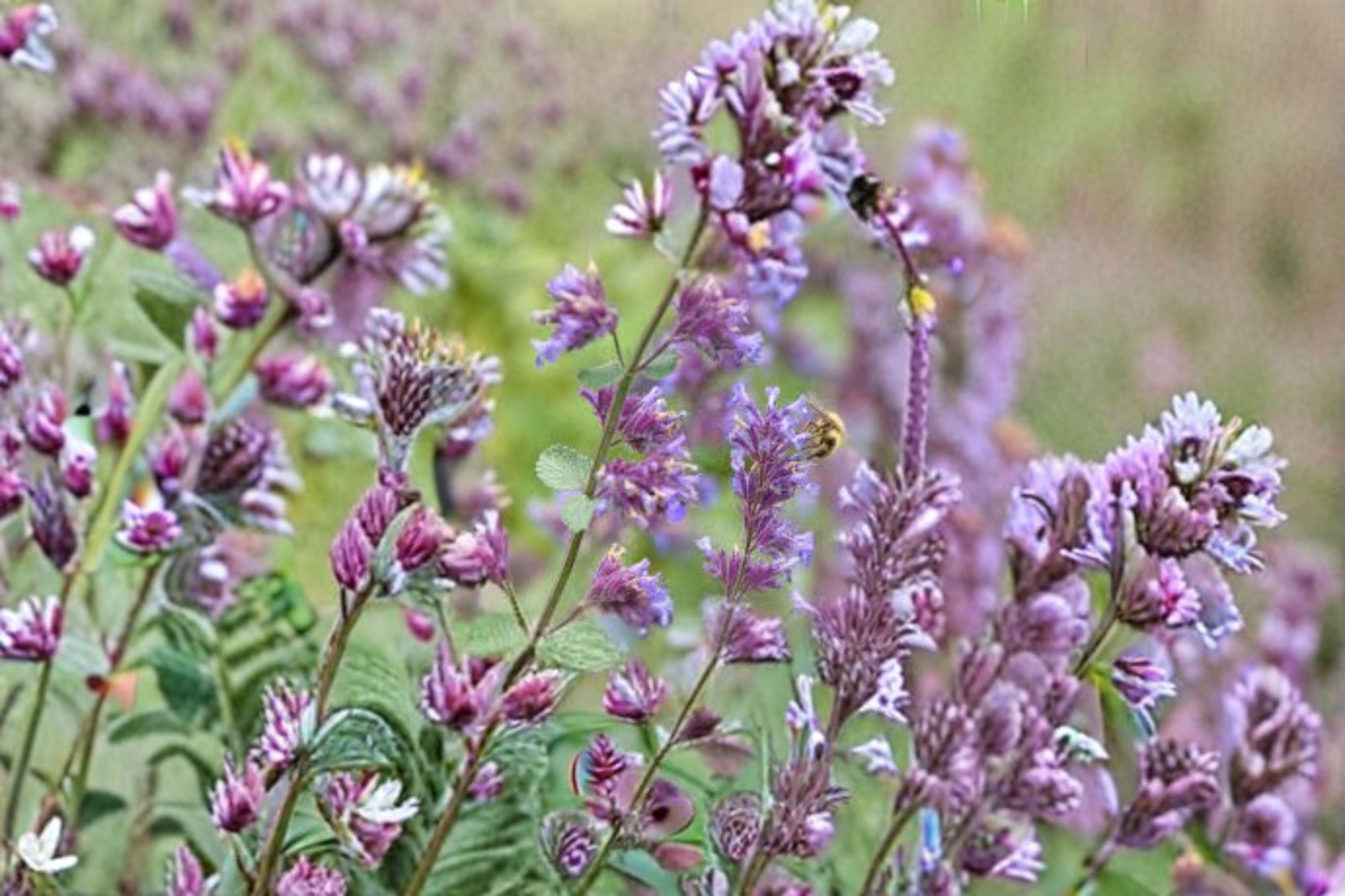 Catnip 1 Plant – Nepeta cataria
