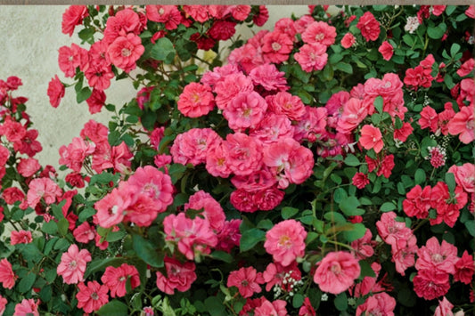 Coral Drift® Groundcover Rose Live Plant – 1 Quart Pot – Rosa 'Coral Drift'