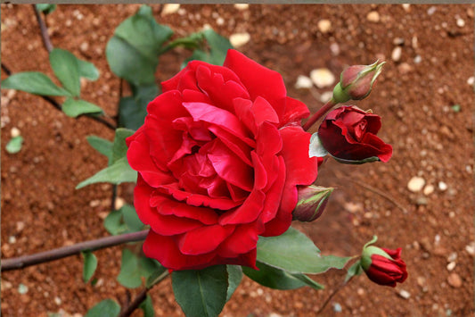 Don Juan Climbing Rose 1 Live Well-Rooted Plant – No Pot – Rosa ‘Don Juan’