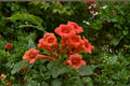 Red Trumpet Vine 18 Cuttings – Campsis radicans