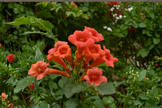 Red Trumpet Vine 18 Cuttings – Campsis radicans