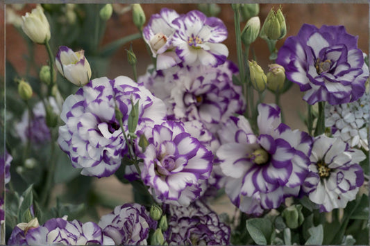 Lisianthus Excalibur Blue Picotee Live Plant – 2" Pot – Eustoma grandiflorum
