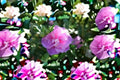 Lavender Chiffon Rose of Sharon 2 Live Plants – Hibiscus syriacus