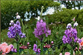 Obedient Plant Seeds Physostegia virginiana Pink Purple Wildflower Seeds Perennial Garden Planting 50 Seeds