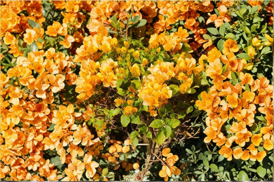 Bougainvillea ‘California Gold’ 2 Live Starter Plugs – Bougainvillea