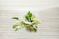 Pearls and Jade Pothos 1 Rooted Cutting – Epipremnum aureum