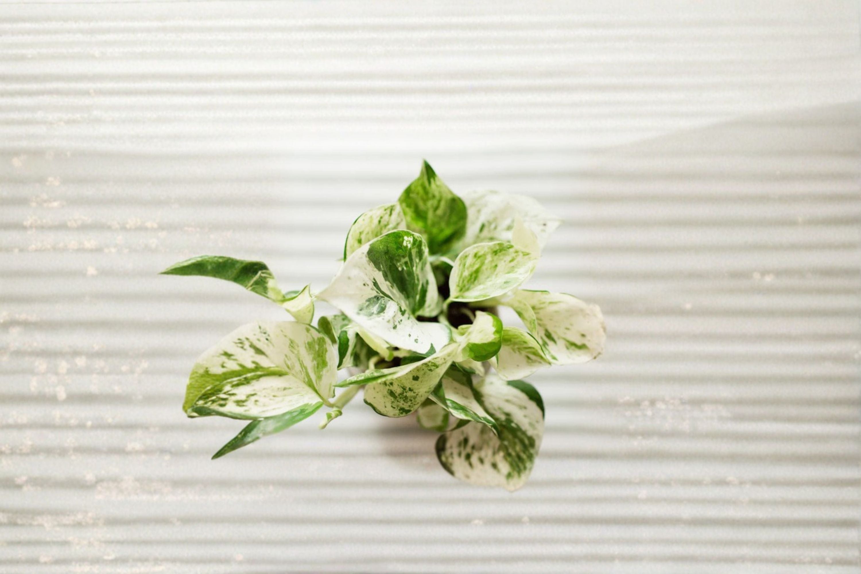 Pearls and Jade Pothos 1 Rooted Cutting – Epipremnum aureum