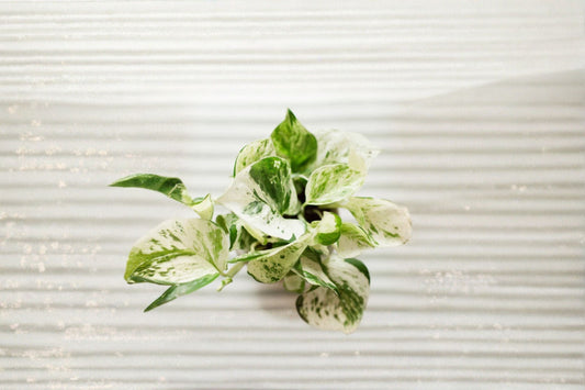 Pearls and Jade Pothos 1 Rooted Cutting – Epipremnum aureum
