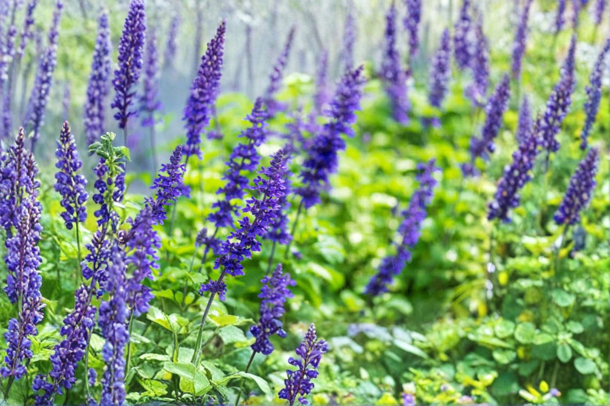 Salvia 'Mystic Blue' Live Plant | Blue Flowering Sage | Perennial Salvia Plant | 4 Inch Pot | Blue Sage Garden Flower | Outdoor Plant