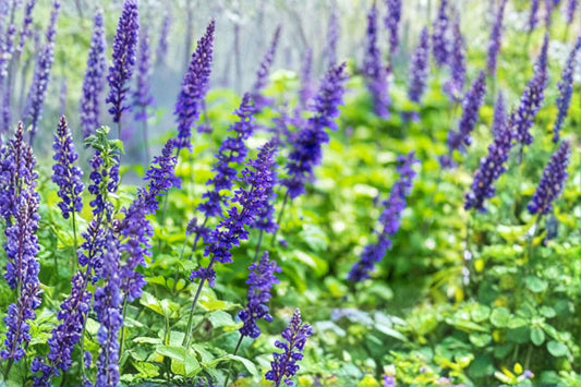 Salvia 'Mystic Blue' Live Plant | Blue Flowering Sage | Perennial Salvia Plant | 4 Inch Pot | Blue Sage Garden Flower | Outdoor Plant