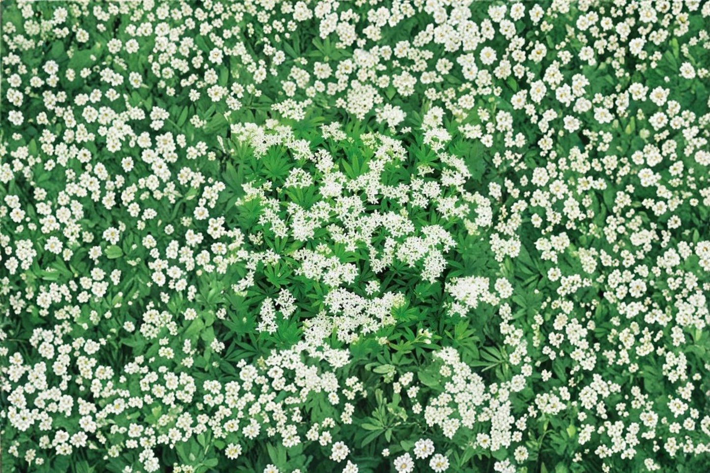 Sweet Woodruff Live Starter Plant – Shade Ground Cover – Galium odoratum