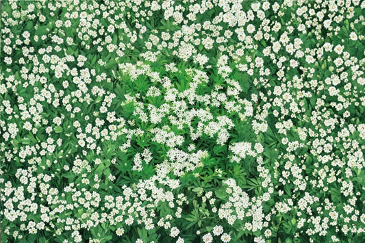 Sweet Woodruff Live Starter Plant – Shade Ground Cover – Galium odoratum