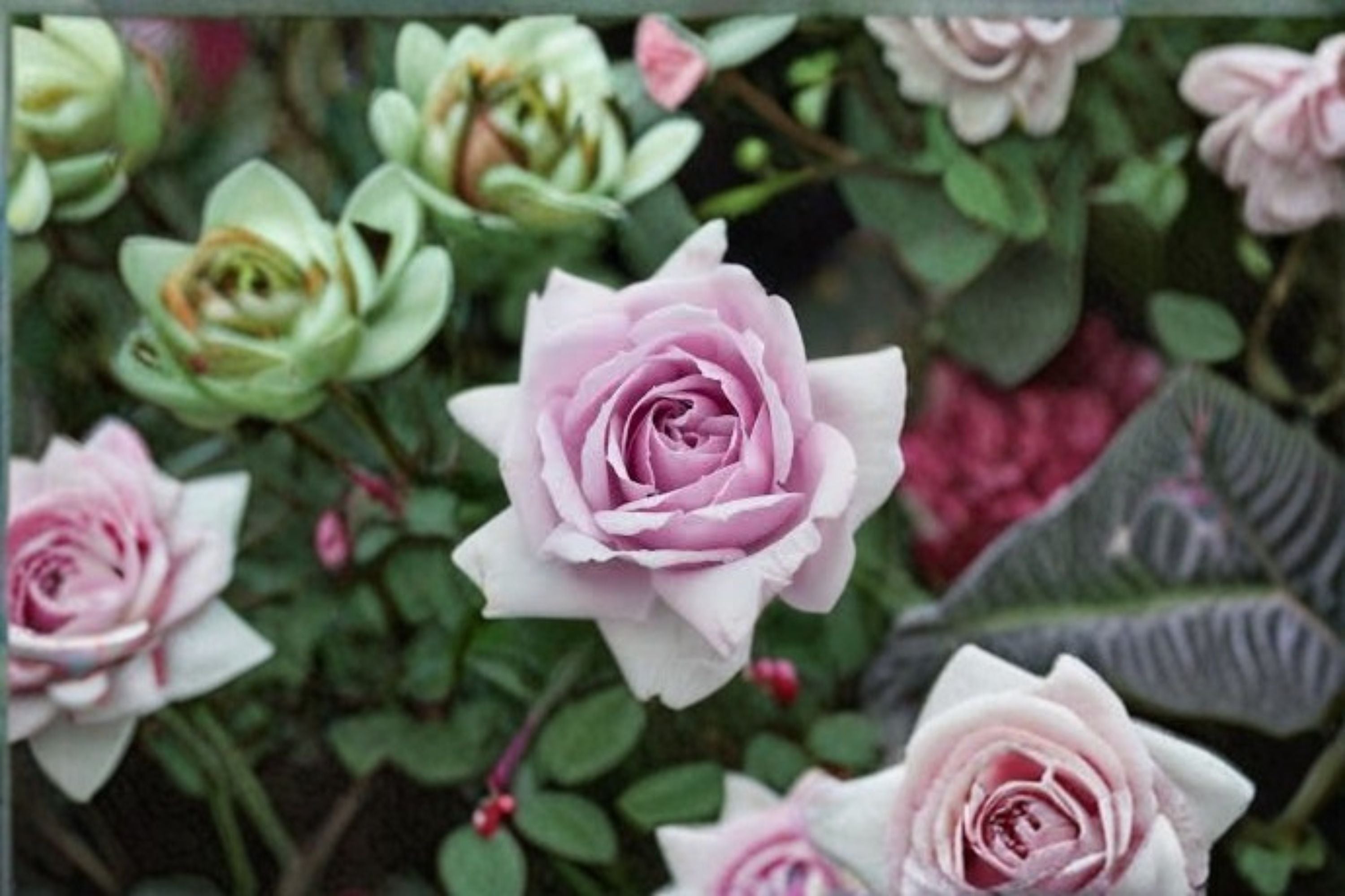 Le Ciel Bleu Rose Own Root Live Plant – Lavender Japanese Cut Rose