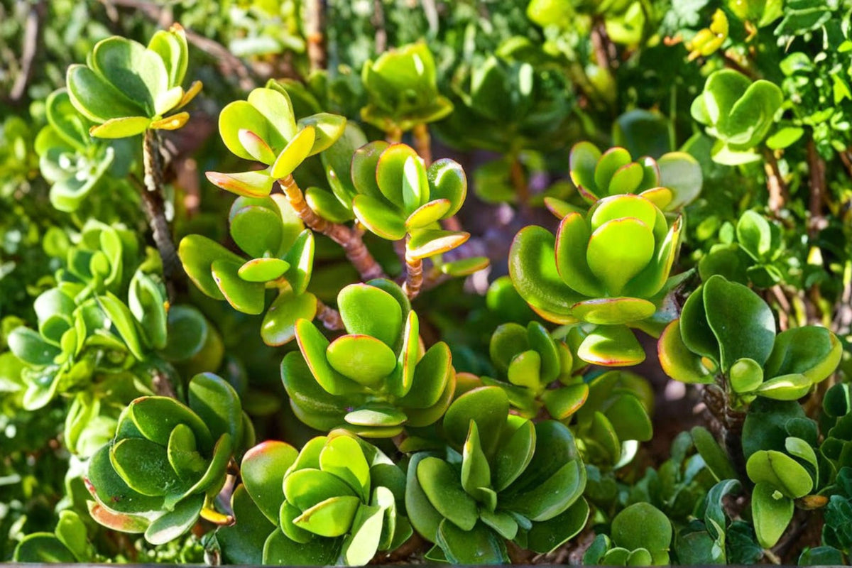 2 Jade Plants Live | Jade Money Plant | Crassula ovata | Rooted Succulent Plants | Ready to Plant | No Pot | Indoor Houseplant