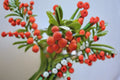 Strawberry Tree 1 Plant – Arbutus unedo