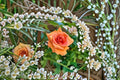 Royal Sunset Climbing Rose Live Plant – Apricot Repeat Blooming Rose
