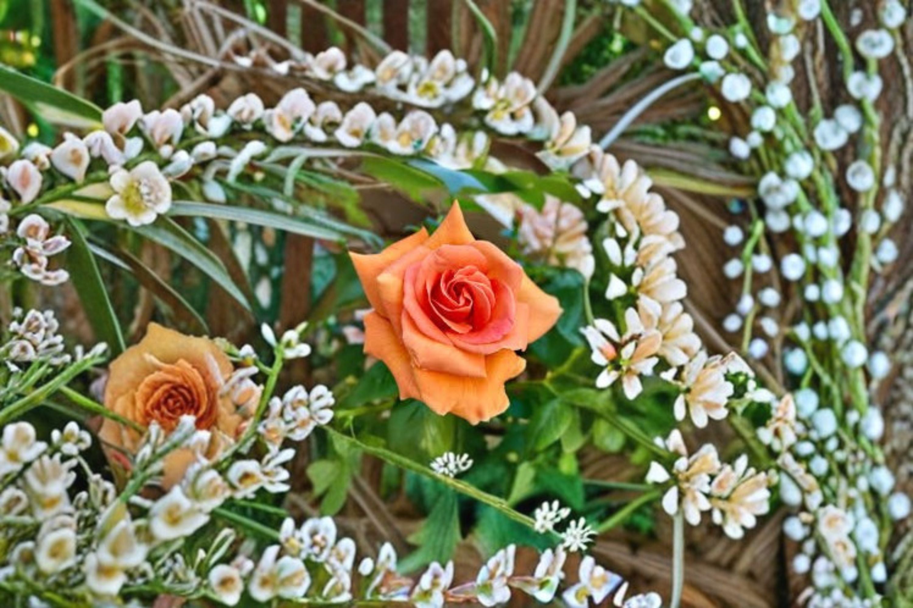 Royal Sunset Climbing Rose Live Plant – Apricot Repeat Blooming Rose