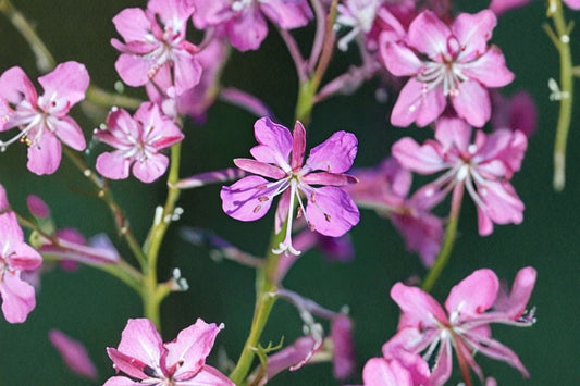 Fireweed Seeds Chamaenerion Angustifolium Pink Purple Wildflower Perennial Garden Meadow Plant Tall Bloom 500 Seeds