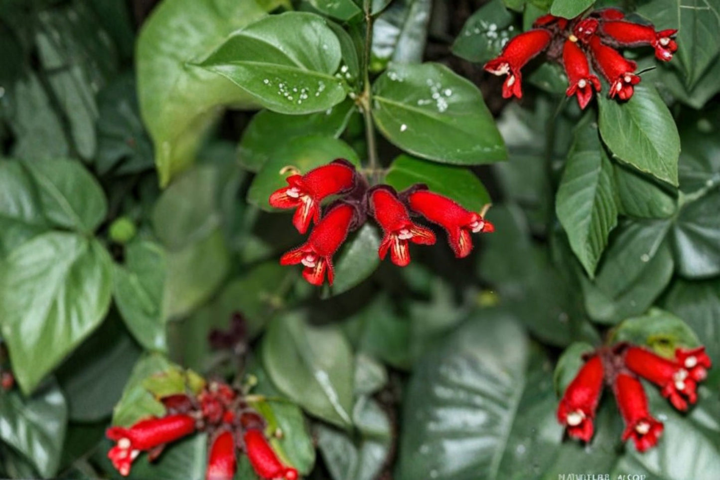 Red Lipstick Live Plant Plug – 1–3" Tall – Ornamental Flowering Plant