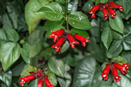 Red Lipstick Live Plant Plug – 1–3" Tall – Ornamental Flowering Plant