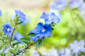 Blue Daze Live Plant – Blue Flowering Ground Cover