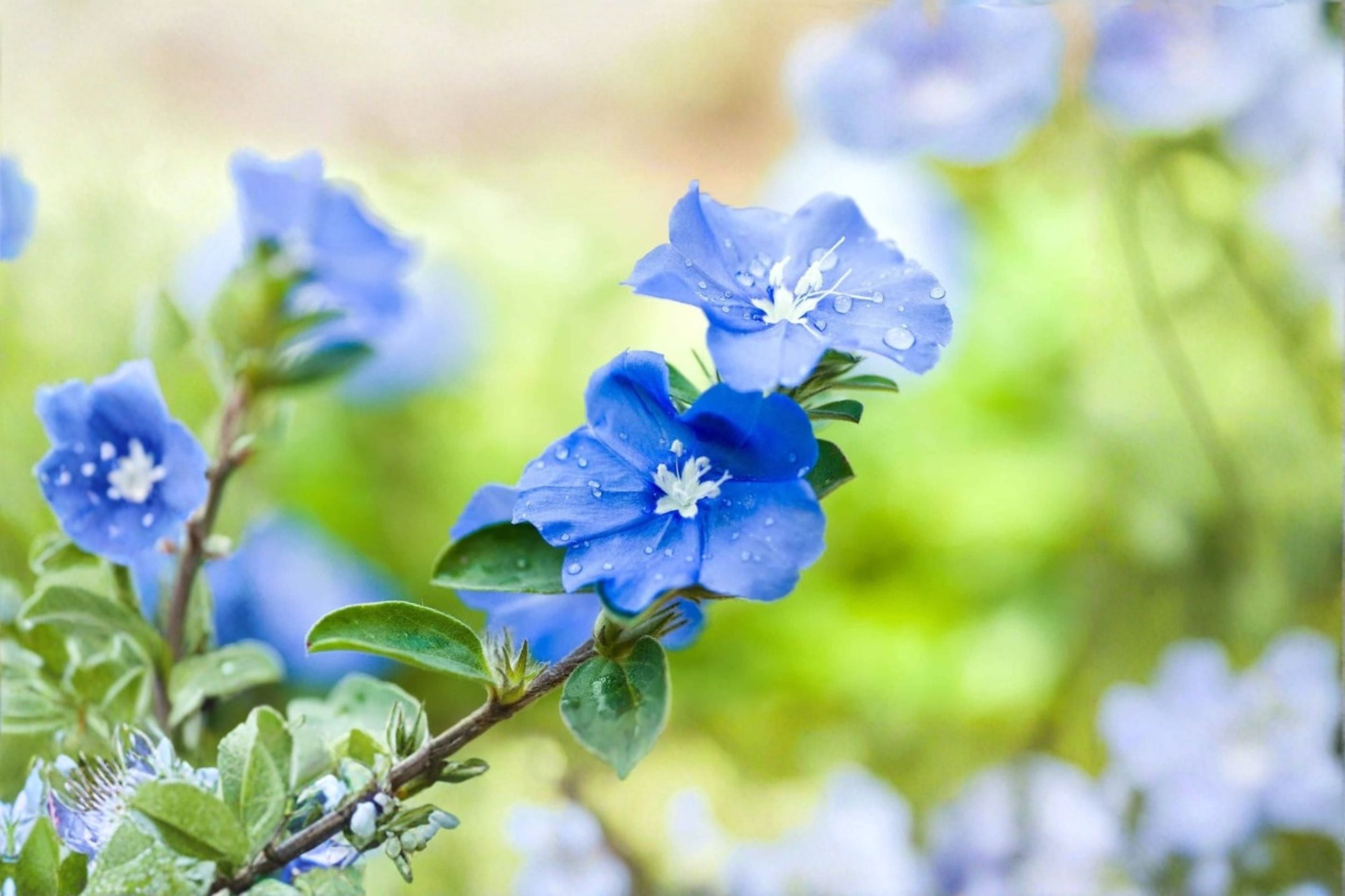 Blue Daze Live Plant – Blue Flowering Ground Cover