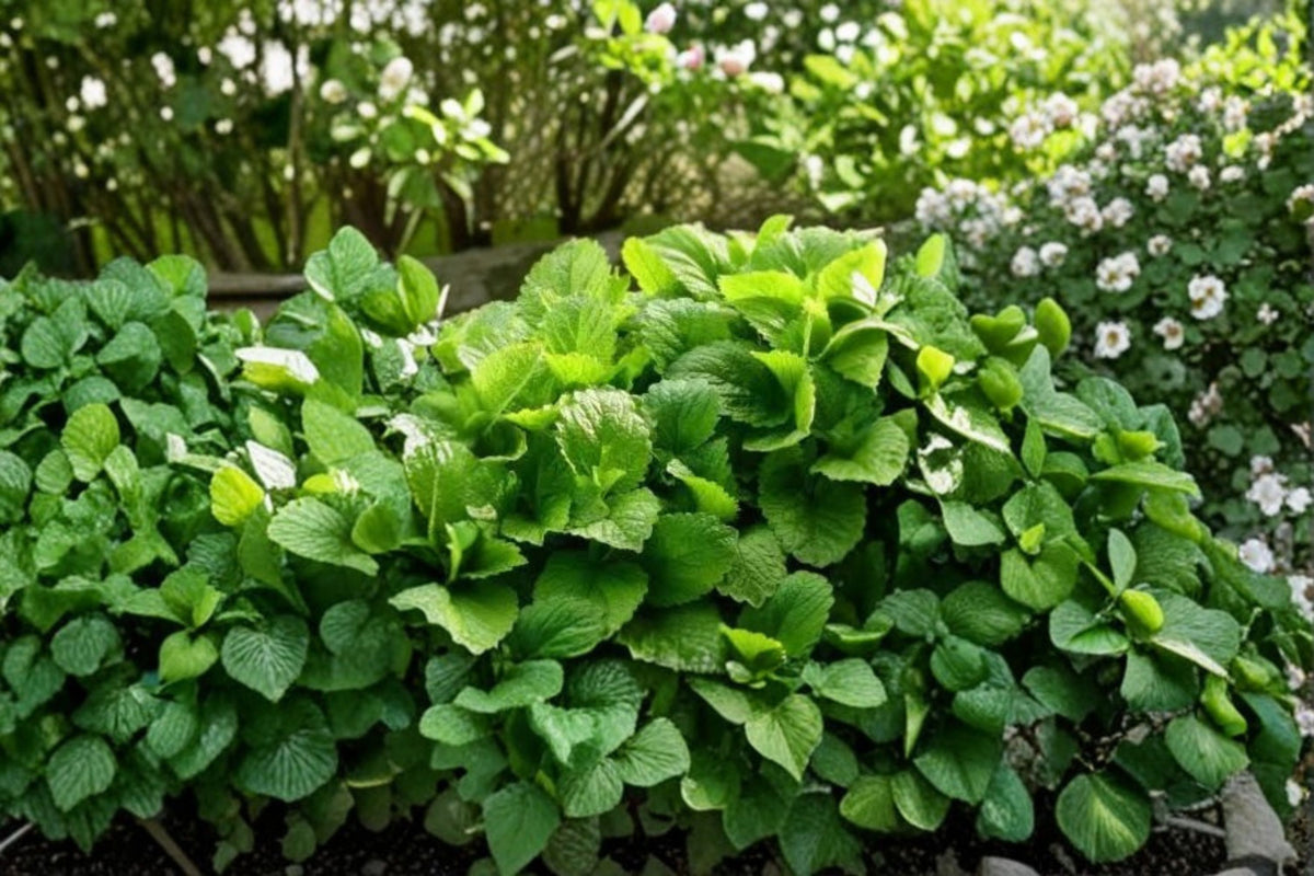 2 Lemon Balm Live Plants | Melissa officinalis Herb | 4-6 Inch Starter Plants | Edible Culinary Herb | Fragrant Garden Herb