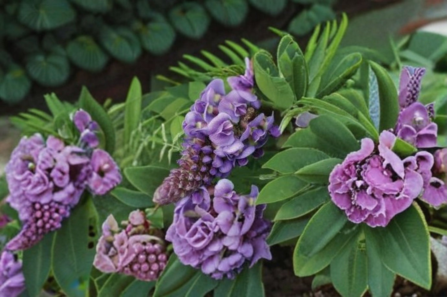 Amethyst Falls Wisteria Live Starter Plant – Native Wisteria Vine (Wisteria frutescens)