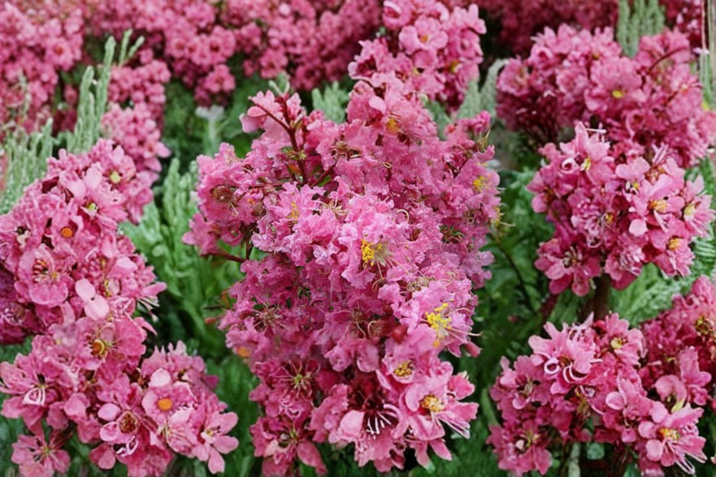 Sioux Pink Crape Myrtle Tree Live Plant – 1 QT Pot – Lagerstroemia indica 'Sioux'