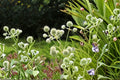 Rattlesnake Master Seeds Eryngium Yuccifolium Native White Wildflower Perennial Pollinator Garden Meadow Plant 100 Seeds