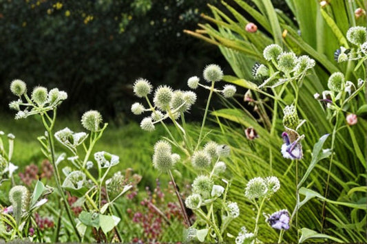 Rattlesnake Master Seeds Eryngium Yuccifolium Native White Wildflower Perennial Pollinator Garden Meadow Plant 100 Seeds