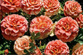 Caribbean Breeze Rose 3 Cuttings – Rosa ‘Caribbean Breeze’