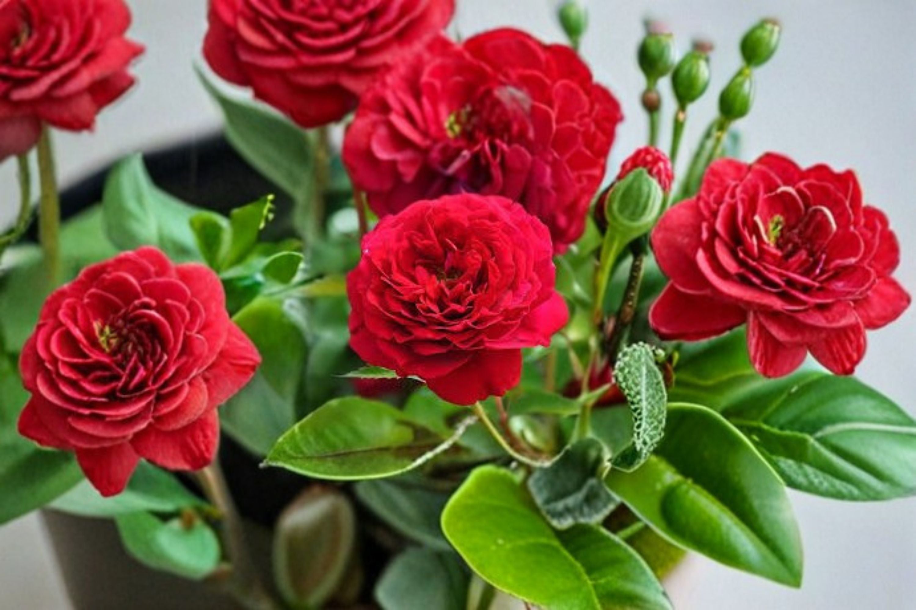 Bordeaux Rose Live Plant – Wine Red Kordes Garden Rose