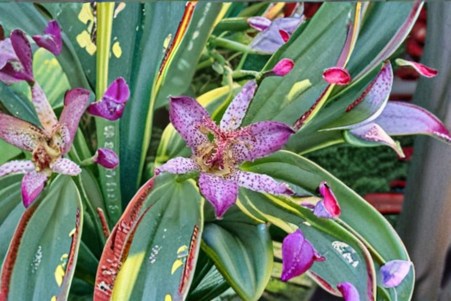 Autumn Glow Toad Lily Live Starter Plant – Tricyrtis formosana