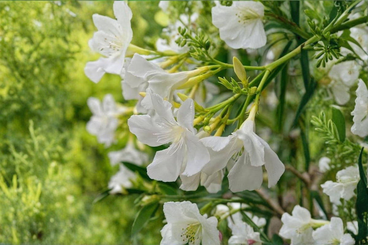 White Oleander Cuttings | 10 Fresh Unrooted Cuttings | 4-6 Inch Oleander Cuttings | Rooting Propagation | No Roots or Pot