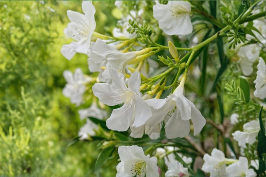 White Oleander Cuttings | 10 Fresh Unrooted Cuttings | 4-6 Inch Oleander Cuttings | Rooting Propagation | No Roots or Pot
