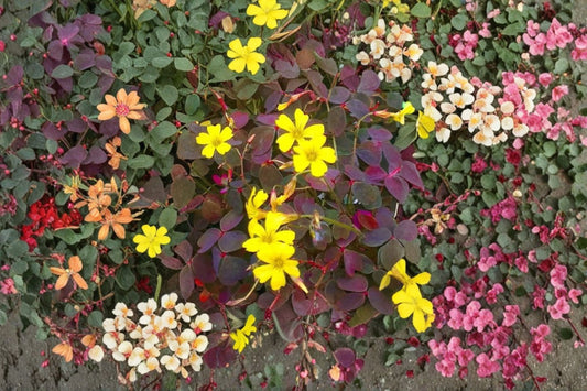 Oxalis Live Plant – Burgundy & Yellow Foliage – 3–4" Tall – 4" Pot – Oxalis spp.