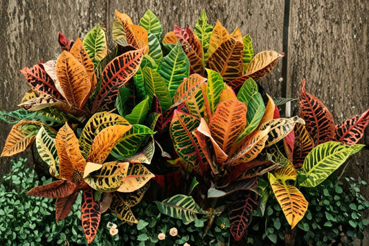 Petra Croton Live Plant – Multicolored Tropical Houseplant – 4" Pot