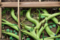 Cucuzzi Gourd Seeds Lagenaria siceraria Italian Edible Gourd Seeds Climbing Vine Garden Planting 10 Seeds