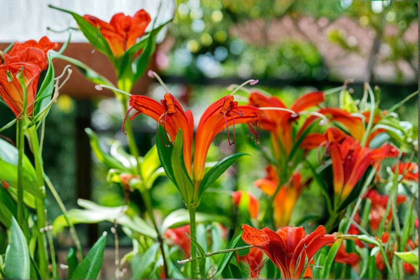 Orange Lipstick Plant Live Plant – 6" Pot – Aeschynanthus speciosus