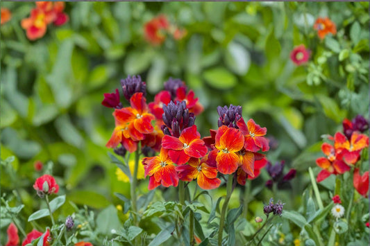 Wormseed Wallflower 1 Plant – Erysimum cheiranthoides