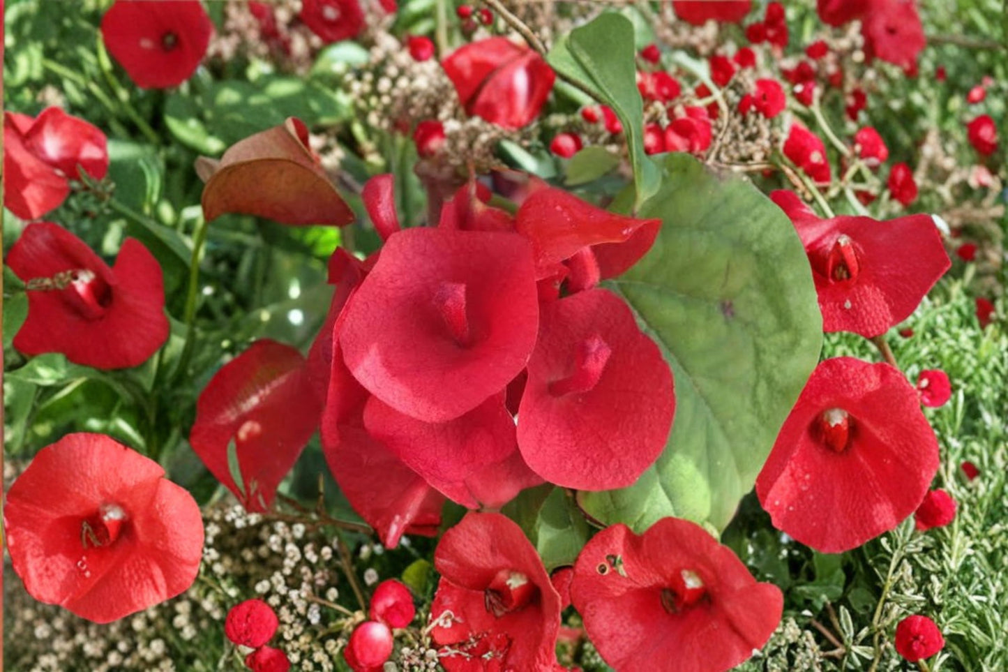 Red Mandarin Hat Live Plant – 6–10" Tall – 4" Pot – Rare Flowering Vine
