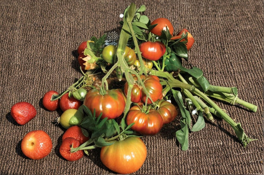 4 Black Krim Live Tomato Plants – 6–8" Tall – Heirloom Solanum lycopersicum