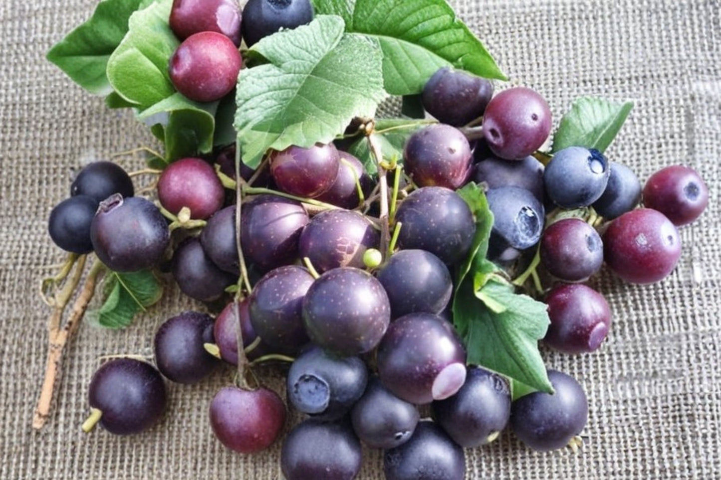Paulk Muscadine Live Grape Vine – 2-Year-Old Plant – Vitis rotundifolia