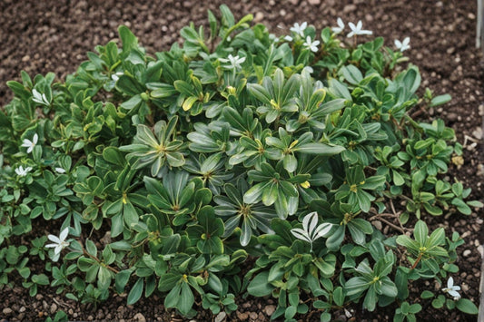 Wheeler’s Dwarf Pittosporum 1 Plant – Pittosporum tobira ‘Wheeleri’