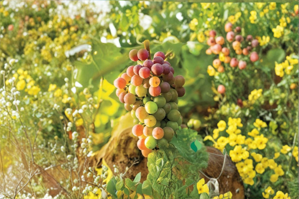 Triumph Muscadine Grape Live Plant | Triumph Muscadine Grape Vine | Deep 4 Inch Pot | Live Fruit Vine | Grape Garden Starter | Vining Fruit Plant